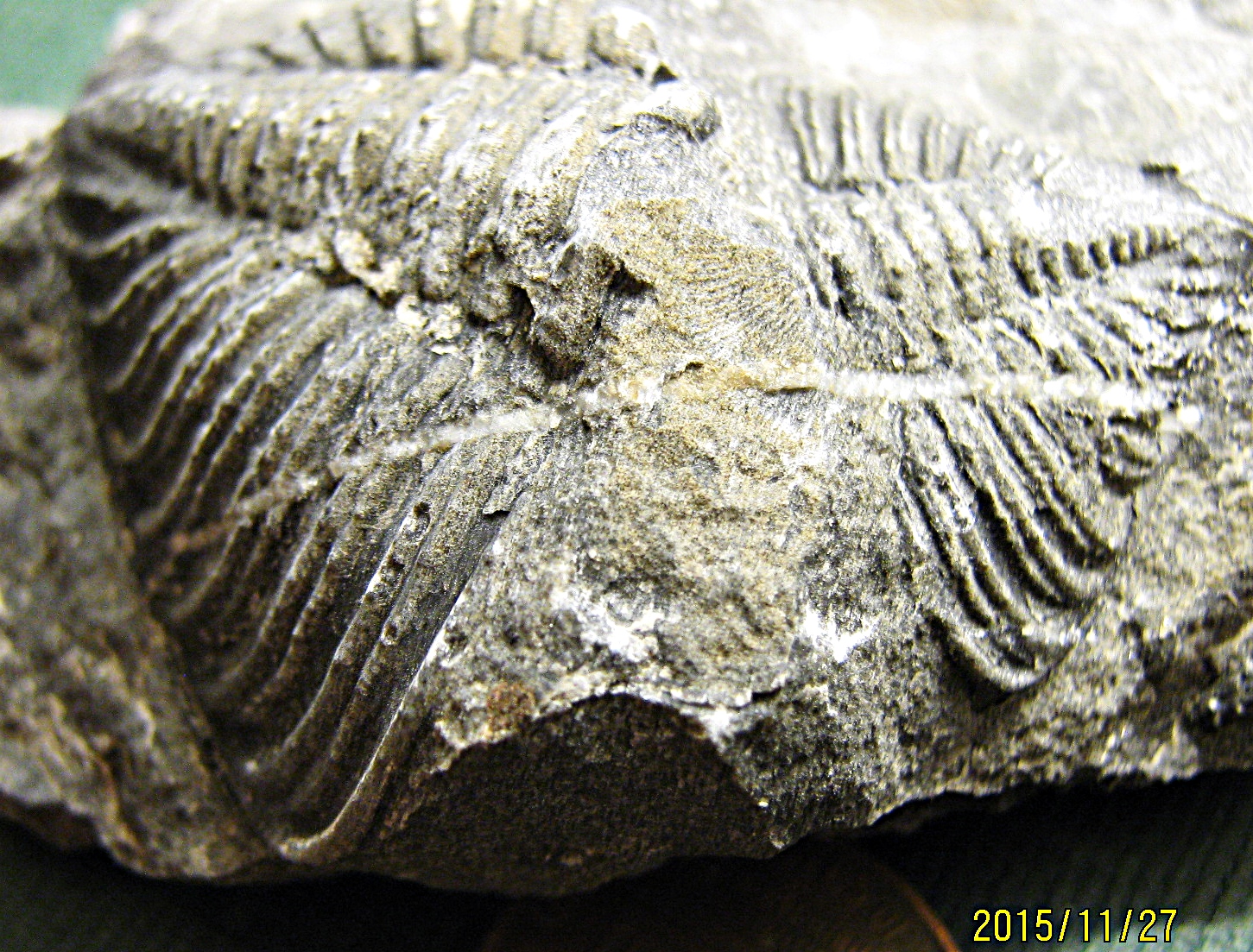 A Pair of Lower Devonian Trilobite Pygidiums from Trilobite Ridge, NJ.