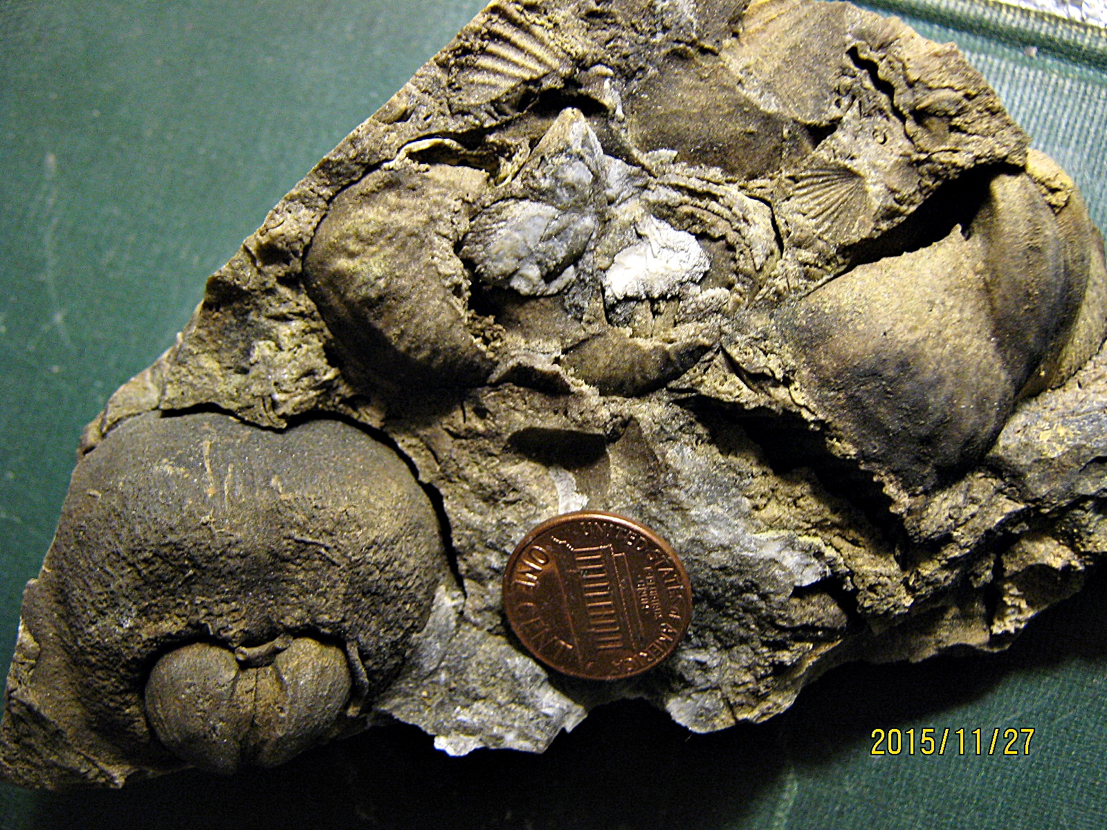 Sandstone Matrix with Lower Devonian Brachiopods from Albany, NY.