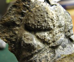 Ornamented Trilobite Cephalon from Monatague, NJ.