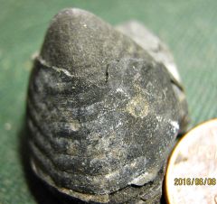 Juvenile Trilobite Pygidium from Montague, NJ.