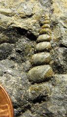 Lower Devonian Gastropod from Trilobite Ridge, NJ