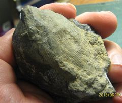 Terabratulid Brachiopod from the Oriskany Sandstone, Helderberg Plateau, NY.