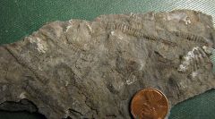 Lower Devonian Tentaculites from Glenerie, NY.