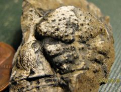 Ornamented Trilobite Cephalon from Montague, NJ.