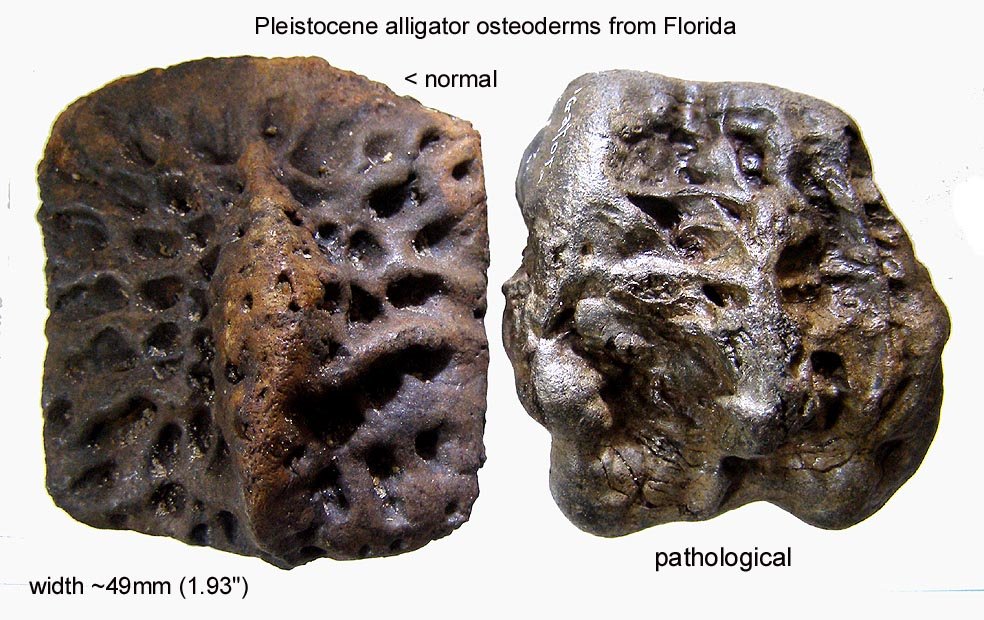 Alligator osteoderms, normal and pathology