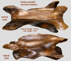 camel cervical vertebra