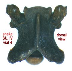 snake vertebra