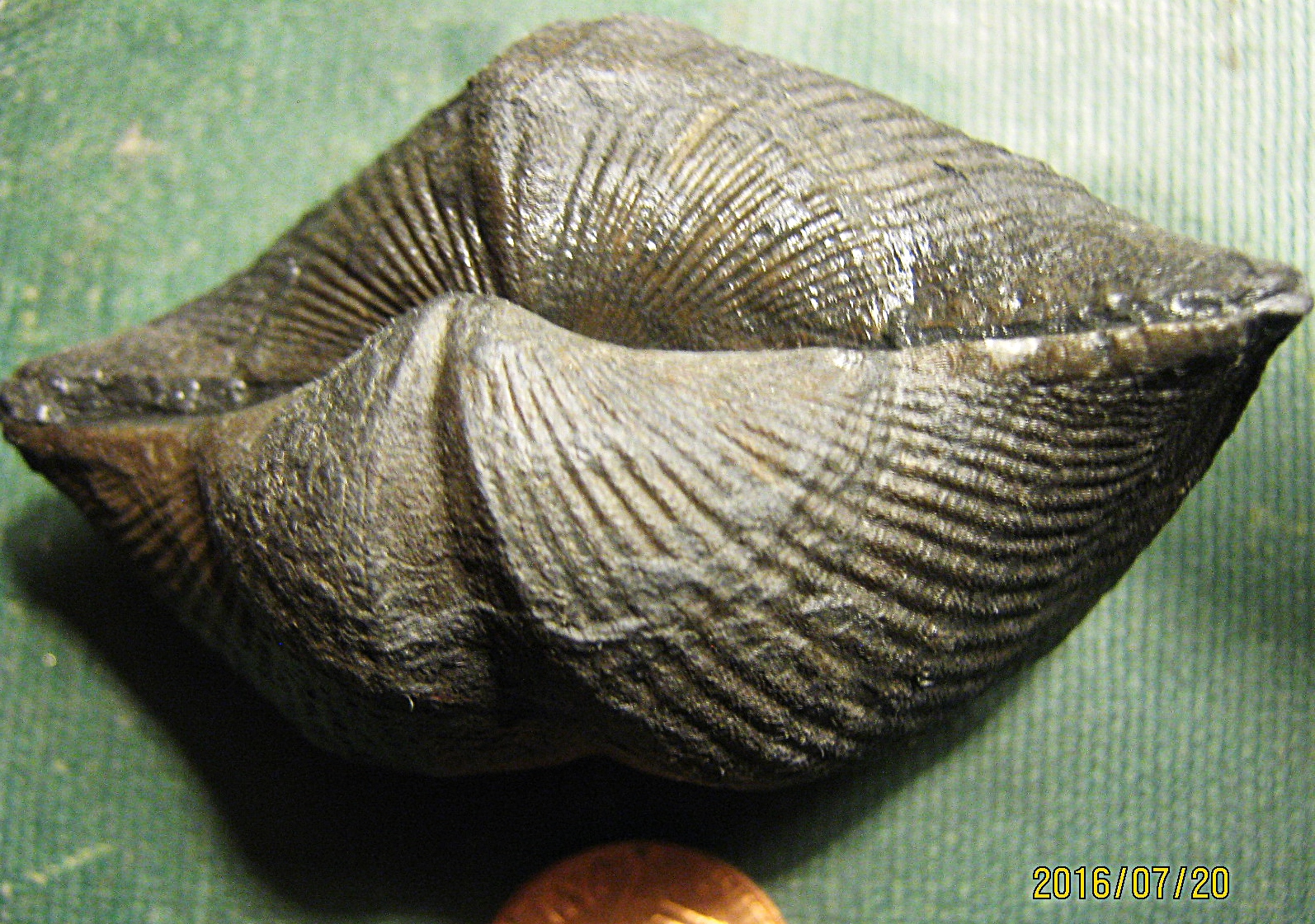 Devonian Spiriferid Brachiopod from Madison Co., NY.