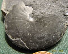 Middle Devonian Goniatite from Kingston, NY