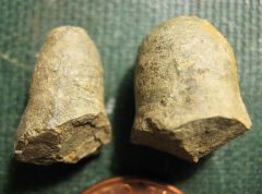 Devonian Crinoid Anchor Holdfasts from Turbotsville, PA.