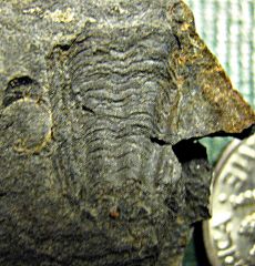Middle Devonian conularid from Madison County, NY