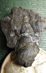 Palaeozygopleura gastropod from Madison Co., NY.