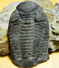 Greenops Trilobite