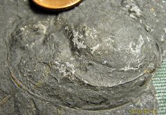 Half carapace of Devonian phyllocarid from Madison Co., NY