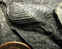 Paleotaxodonta Bivalve from Madison Co., NY.