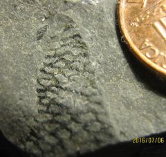 Piece of Devonian Graptolite from Erie Co., NY.