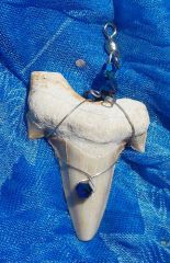 Shark Tooth in Blue