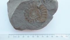 Ammonite #5