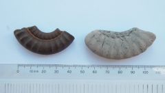 Ammonite Coil Sections