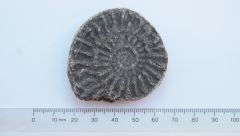 Ammonite #2