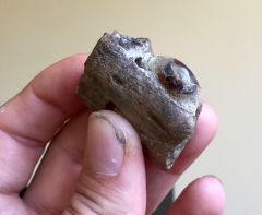 Mosasaur Jaw Fragment(1)