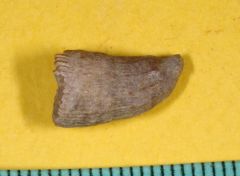 Trochocyathus conulus 3