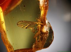 IS Parasitic mite 1a