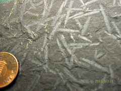 Ordovician Graptolites from Canajoharie, NY