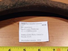 Trichechus Manatus Linnaeus ( Rib bone ) Pic# 2