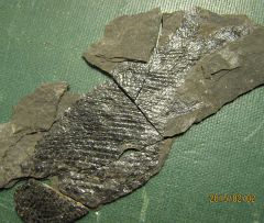 The other side of the last fish fossil