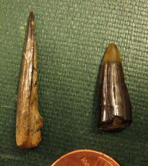 Enchodus teeth from New Jersey