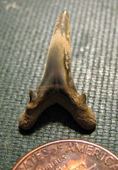 Sand Tiger Shark Tooth from Monmouth Co., N.J.
