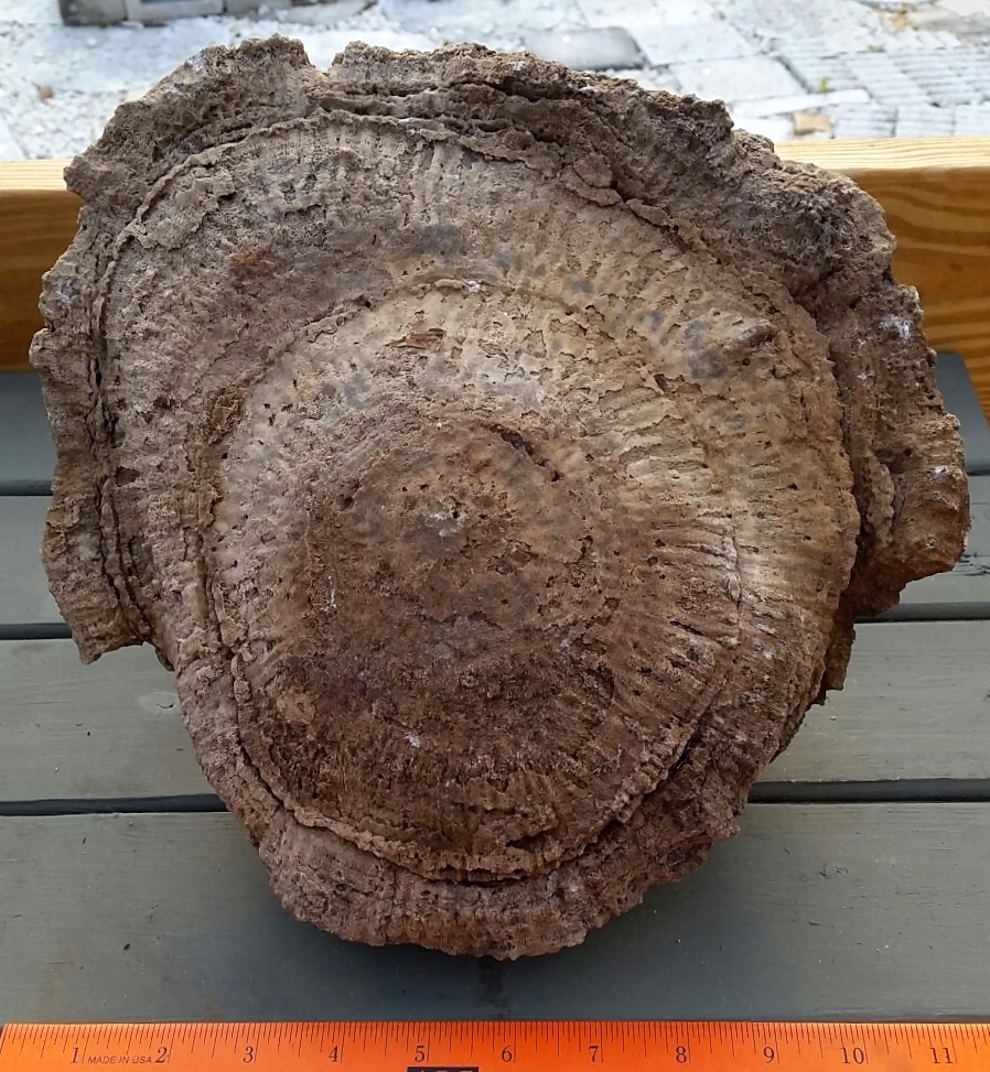 Fossilized coral head