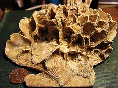 Miocene barnacles on scallop shell from Calvert Cliffs,  Maryland