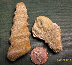 Paleocene turritellas from the Aquia Formation (Maryland)