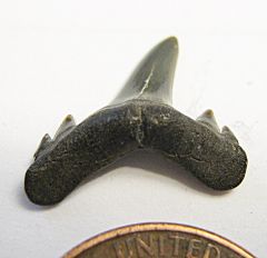 Paleocene Brachycarcharias shark tooth from Potomac River, Maryland