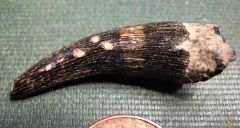 Paleocene Crocodile tooth from Aquia Formation (Maryland)