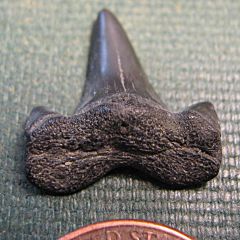 Paleocene Cretalamna shark tooth from the Potomac River, Maryland