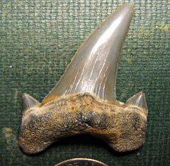 Otodus from Paleocene Aquia Formation, Charles Co., Maryland
