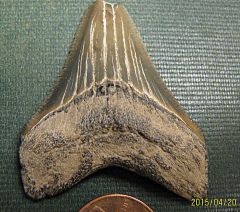 Megalodon shark tooth from Calvert Cliffs, Maryland