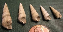 Turritella gastropods from the Calvert Cliffs