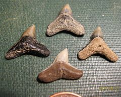Miocene Gray Shark teeth from Calvert Cliffs, Maryland