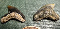 Miocene Tiger Shark teeth from Calvert Cliffs, Maryland