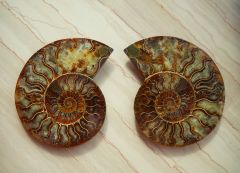 Sliced Ammonite with crystals