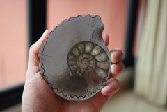Sliced Ammonite (Hoplites cf. dentatus)