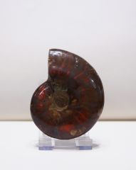 Ruby Ammonite