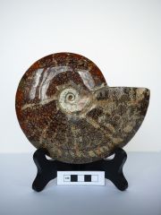 Polished Ammonite with sultures