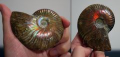 Iridescent Ammonite, both sides