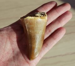 Mosasaurus tooth (M. cf. hoffmani)