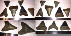 GMR Great White (Carcharodon Carcharias) Tooth Finds